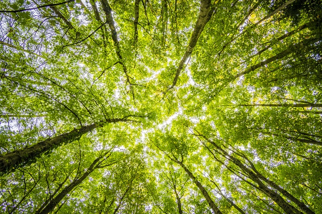 A green tree canopy from below